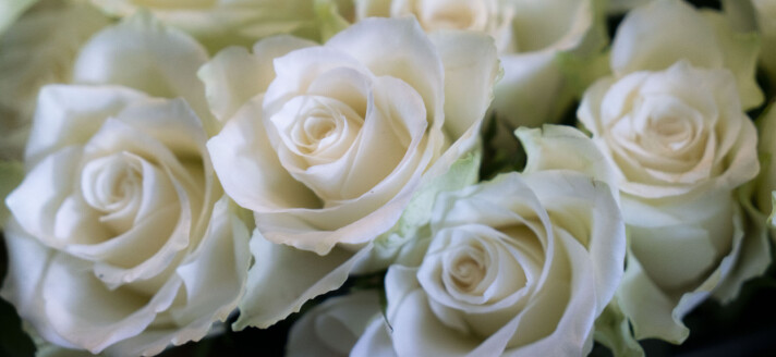 Nærbilde av en bukett hvite roser