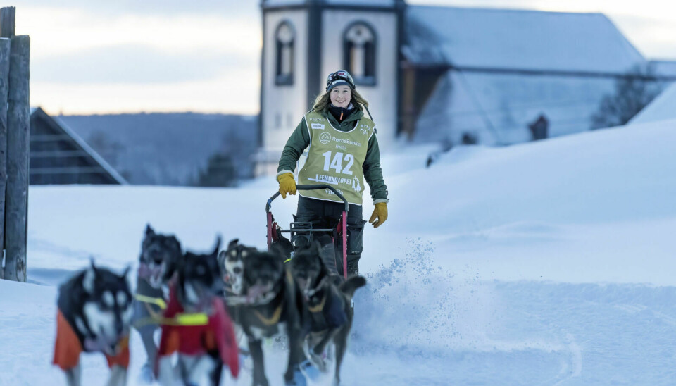 BRØT: Med sykdom i kroppen og bare fem hunder igjen i spannet, valgte Annbjørg Bakken å bryte Femundløpet på Tynset. Bildet er fra starten av løpet. Foto: Cecilie Bergan Stuedal