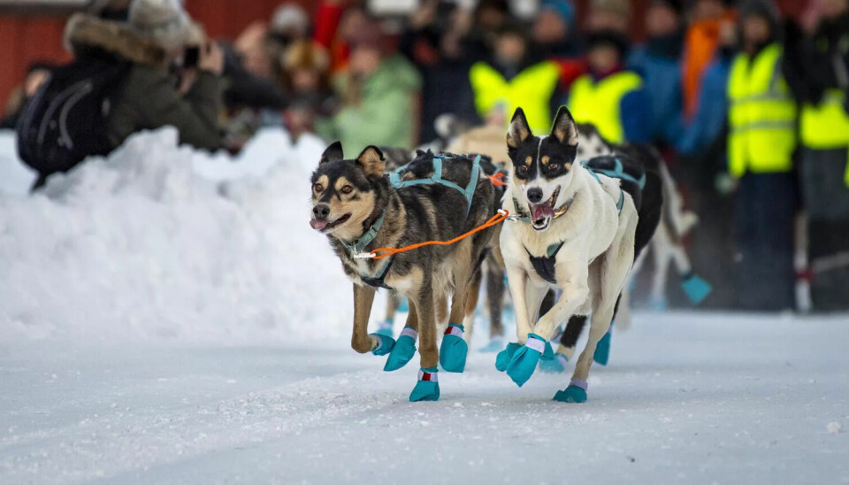 FULL FART: Det var mange ivrige hunder på startstreken for årets Femundløp. Foto: Cecilie Bergan Stuedal