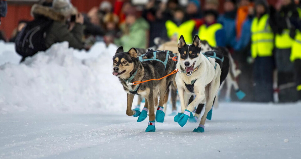 FULL FART: Det var mange ivrige hunder på startstreken for årets Femundløp. Foto: Cecilie Bergan Stuedal