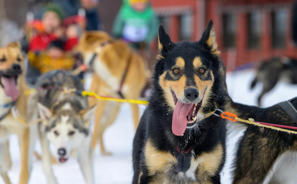 IVRIG: Det var mange ivrige hunder som trakk deltakerne under Barnas Femundløp. Foto: Cecilie Bergan Stuedal