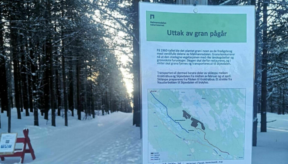 UTTAK AV GRAN: Røros kommune har startet med restaurering av natur i de nordøstlige delene av Mølmannsdalen naturreservat. Foto: Naturforvalter i Røros, Os og Holtålen kommuner