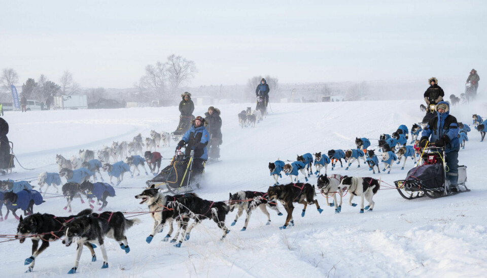 TRANGT OM PLASSEN: Det blir lett litt kaos, og trangt om plassen, med fellestart for nærmere 60 hundespann - altså over 800 (!) hunder. Foto: Ingrid Hemming