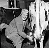 MJØLKET FOR HÅND: Inga Tamnes mjølket for hånd. I 1964 hadde hun 12 kyr på båsen i nyfjøset. I tillegg hadde hun kviger, kalver, sauer og griser – og to hester sto på stallen. Foto: Arne Pedersen, Dagbladet/Norsk folkemuseum