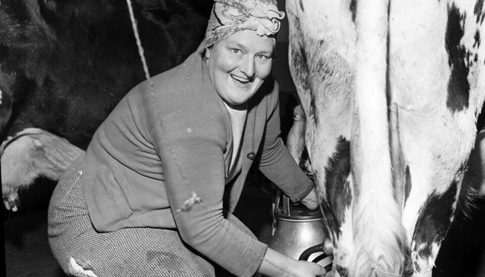 MJØLKET FOR HÅND: Inga Tamnes mjølket for hånd. I 1964 hadde hun 12 kyr på båsen i nyfjøset. I tillegg hadde hun kviger, kalver, sauer og griser – og to hester sto på stallen. Foto: Arne Pedersen, Dagbladet/Norsk folkemuseum