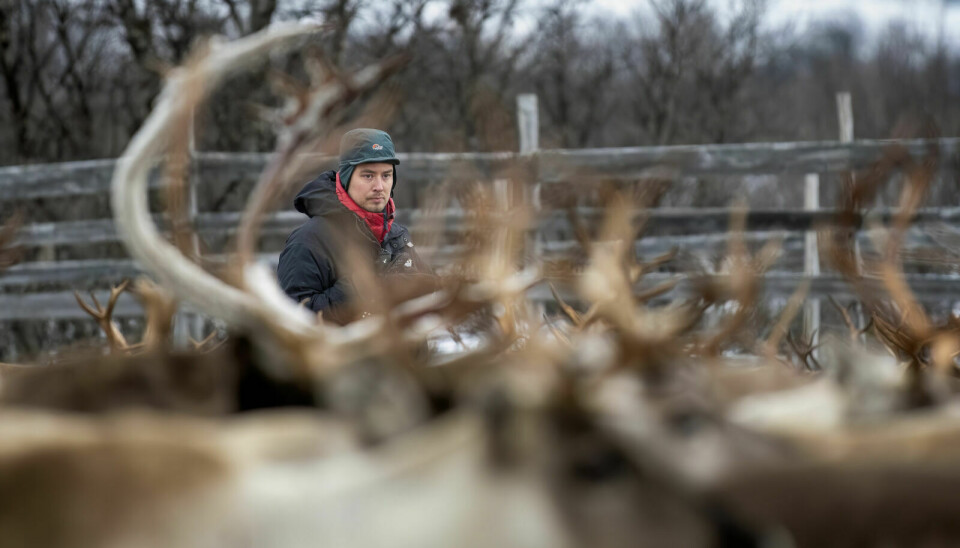 RIKTIG EIER: Her er Ingo Danielsen på utkikk etter umerkede kalver som tydelig følger en merket simle og slik kan knyttes til riktig eier. Foto: Cecilie Bergan Stuedal