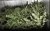 BESLAG AV CANNABIS: 14. februar i år ble det avdekket cannabisproduksjon i et hus i Holtålen. Senere ble denne saken knyttet til en lignende sak i Melhus. Politiet vil ikke kommentere om bildet er fra Holtålen eller Melhus. Foto: Politiet