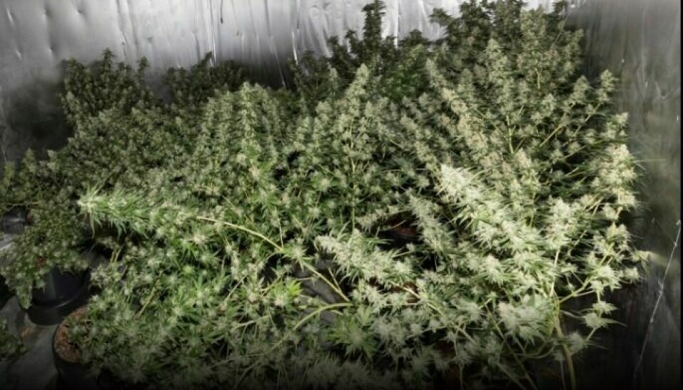 BESLAG AV CANNABIS: 14. februar i år ble det avdekket cannabisproduksjon i et hus i Holtålen. Senere ble denne saken knyttet til en lignende sak i Melhus. Politiet vil ikke kommentere om bildet er fra Holtålen eller Melhus. Foto: Politiet