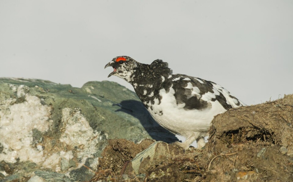 FREDES: Rypebestanden, her representert ved ei Lirype, fredes i området til Østsida utmarkslag også i årets jaktsesong.