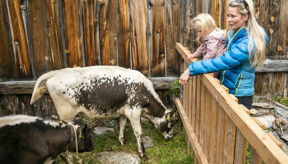 ELSKER KALVER: Hedda Evertsen Strand (2) var mest opptatt av kalvene, og mor Lena Evertsen Berg prøvde å tiltrekke seg oppmerksomhet ved å gi kalvene gras. Foto: Nils Kåre Nesvold