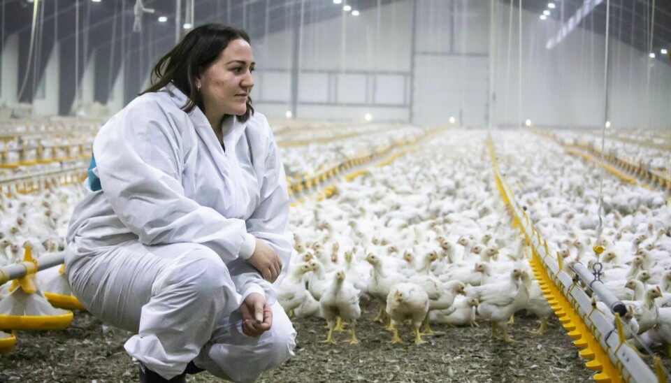 KYLLING: Anne Gøril Aftret Langeng ser fram til å komme i gang med kyllingproduksjonen i nyfjøset. – Det var fint å endelig kunne sette inn de første kyllingene, sier hun. Foto: Eskil Buseth Folstad