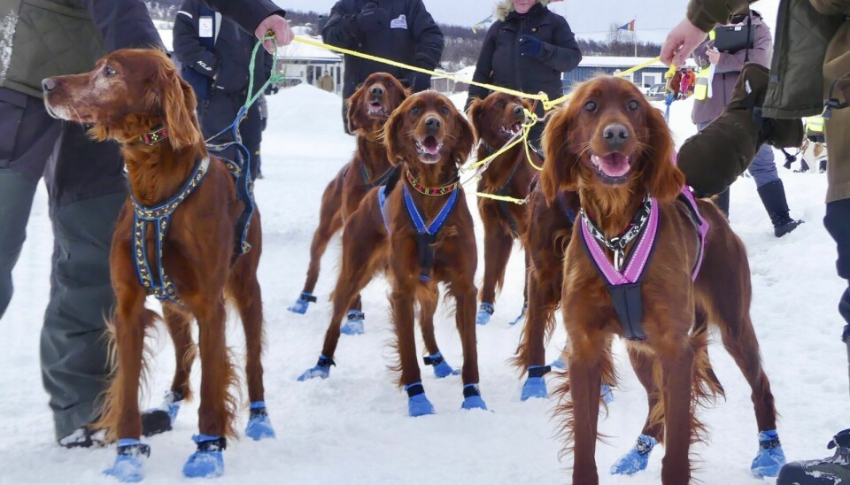 HUNDELØP: Mer enn 300 hunder stilte til start på Rørosløpet i helgen. Foto: Bård S. Solem