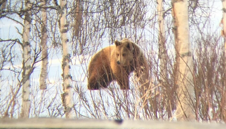 STORT: Oskar Tørres Lindstad tok dette bildet av bjørnen i Djupsjølia i går. – Det var en stor opplevelse, sier han om møtet. Foto: Oskar Tørres Lindstad STORT: Oskar Tørres Lindstad tok dette bildet av bjørnen i Djupsjølia i går. – Det var en stor opplevelse, sier han om møtet. Foto: Oskar Tørres Lindstad