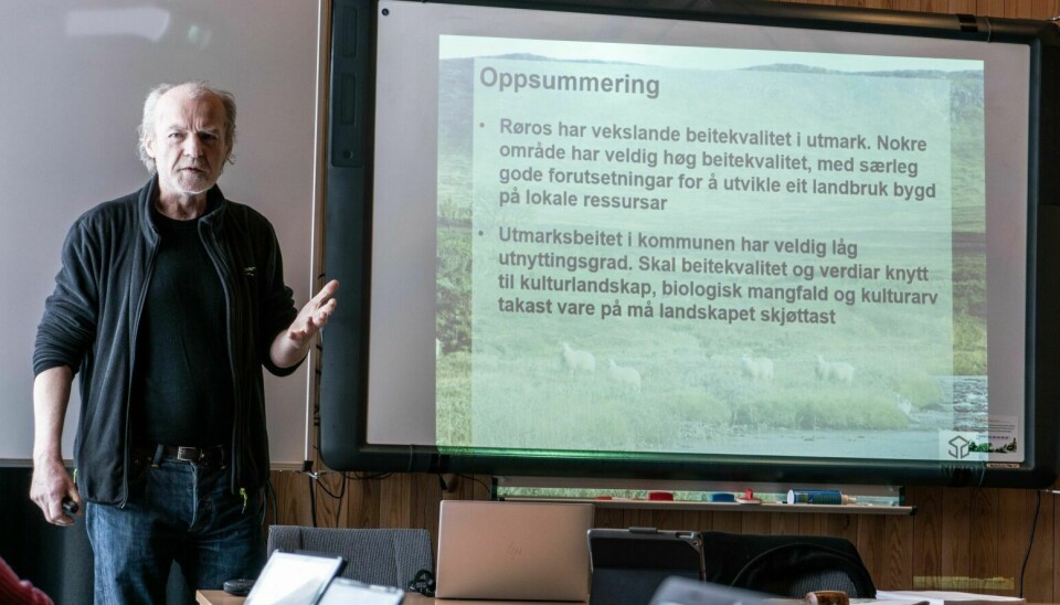SAU OG STORFE: – Ut frå beitekartlegginga kan det vera rom for 7.900 - 9.600 sau eller 1.700 - 2.100 storfe på nordsida av Aursunden, skriver Yngve Rekdal i denne kronikken. Foto: Nils Kåre Nesvold