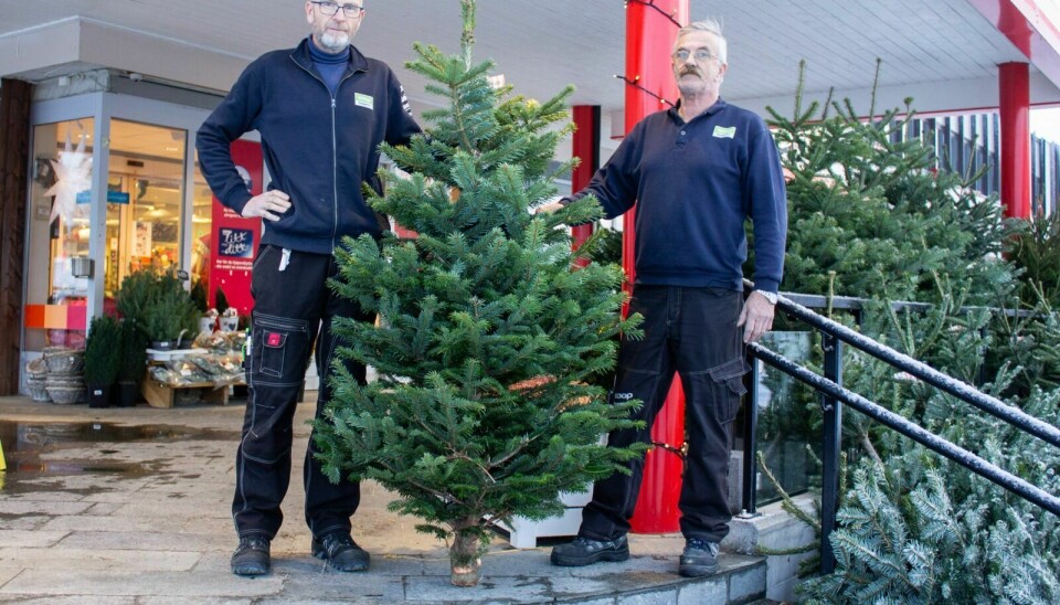 TRE TIL JUL: Knut Olav Grønli (t.v) og Magnar Gjersvold er klar for juletresalg fram til julaften. Foto: Eskil Buseth Folstad