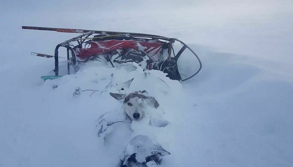 PARKERTE SPANNET: Hundene fant seg til rette da Kristina Kristina Sollander måtte parkere spannet på fjellet på grunn av uværet' Foto: Privat