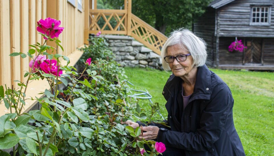 ROSEDYRKEREN: Ingrid Halvas-Svendsen tar godt vare på rosene gjennom en lang og varm sommersesong. – Nå er det ikke så mange blomster igjen, men i sommer var rosebuskene røde og fine, sier hun. Foto: Eskil Buseth Folstad