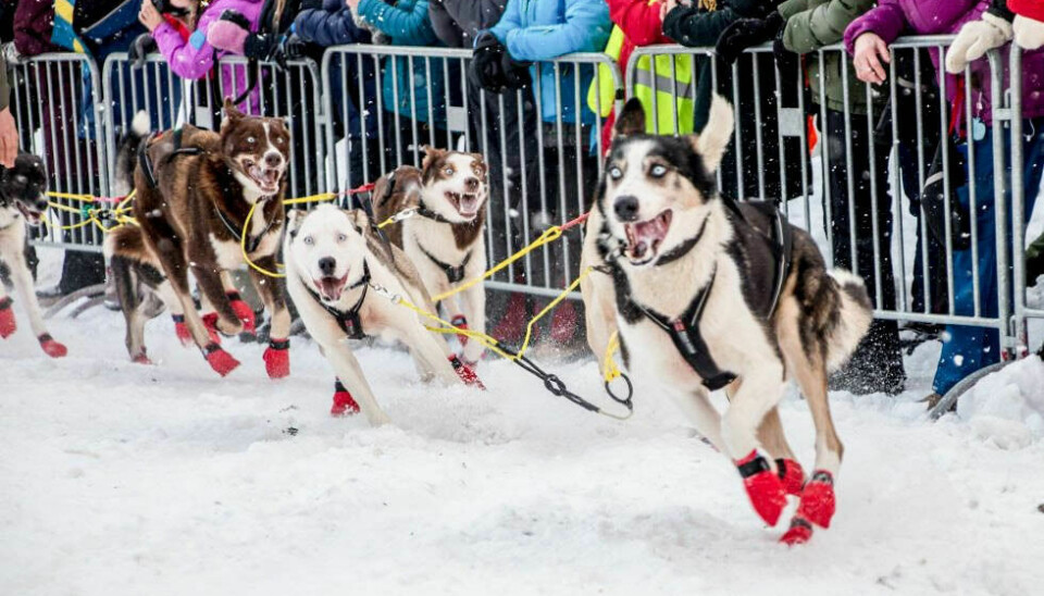 MEDALJEJAKT: Hundene i Femundløpet gir alt. I 2023 kan de løpe for NM-medaljer. Arkivfoto: Marit Langseth