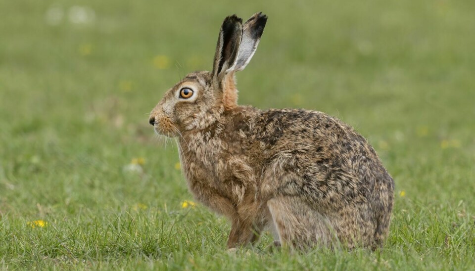 En død hare ble sendt til testing hos Mattilsynet tidligere denne måneden. Haren hadde harepest. Illustrasjonsfoto: Caroline Legg/flickr