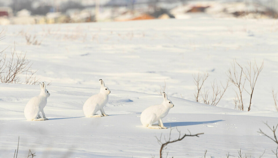 Hare (Lepus timidus). Illustrasjonsfoto: Bjørn H. Stuedal