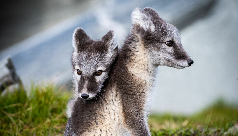 Fjellrev (Vulpes lagopus) er et av Norges mest truede pattedyr og fikk i 2015 status som prioritert art, og en ny forskrift trådte samtidig i kraft.