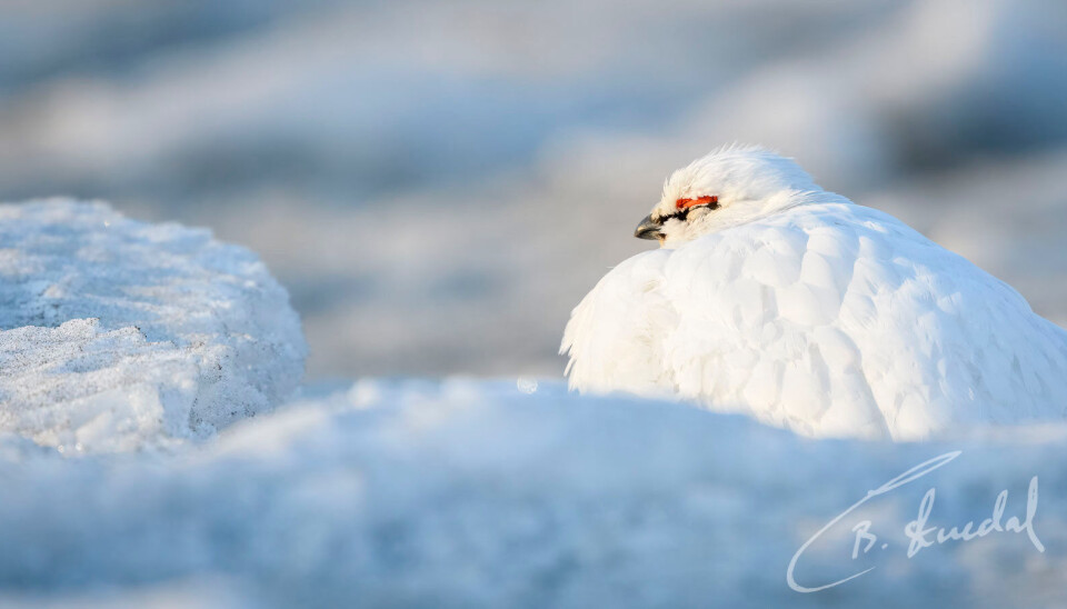 Fjellstyrene avlyser rypejakta