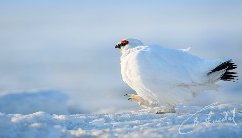 FÅR FRED: Rype og skogsfugl slipper å bekymre seg for menneskelige jegere også i Røros kommune. Dette er imidlertid en Svalbard-rype, som – ganske riktig – holder til på Svalbard.