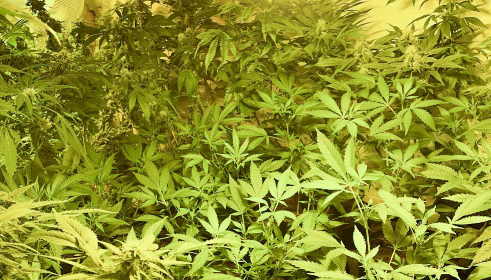 Bilde fra hjemmelaga hasjplantasje med relativt mange levende cannabisplanter