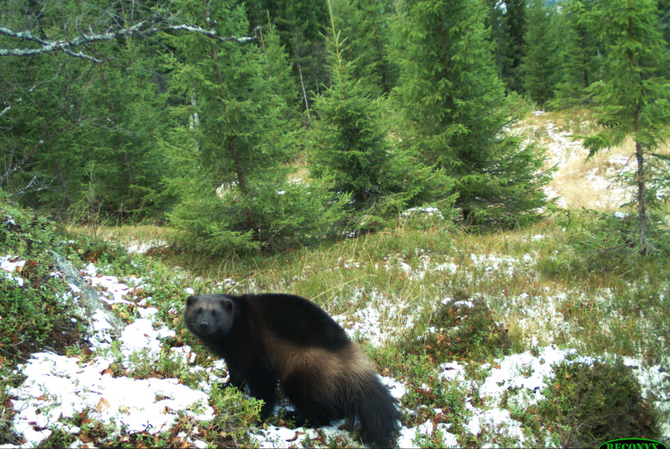 FANGET PÅ VILTKAMERA: Jerv er observert i Ledalen i Holtålen kommune