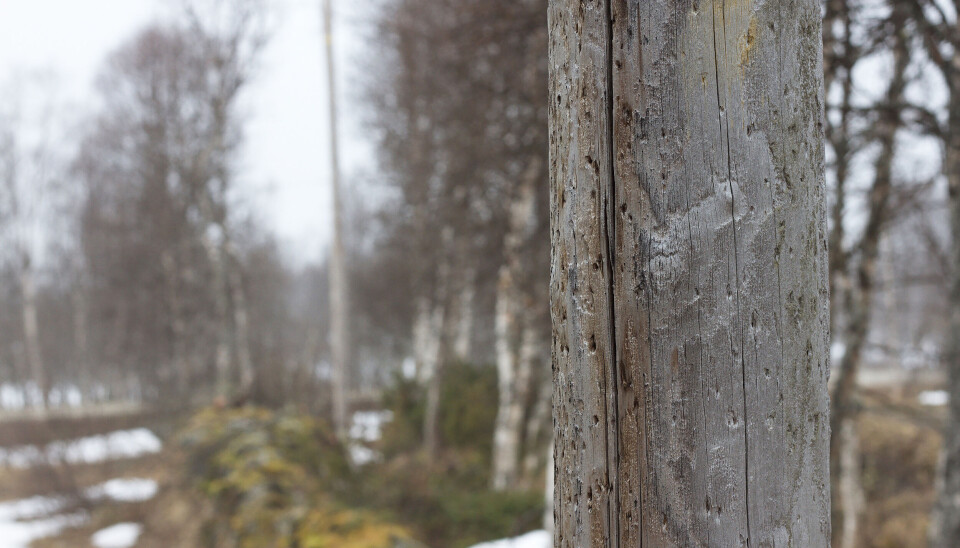EFFEKTEN AVTAR: Trevirke behandla med kreosot har sort eller brun farge, pluss en spesiell lukt de første årene. Dette avtar med tid, vær og vind. Etter ti til 30 år kan det være vanskelig å si om treverket er behandla med kreosot eller noe annet, som strømstolpen på bildet.
