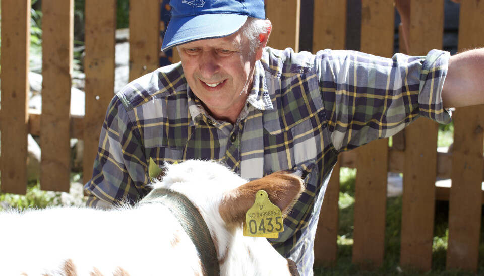 RØROSKUAS DAG 2024: – De er både folkekjære og samarbeidsvillige. Bare trivelige å være rundt. I tillegg gjør det store kaseininnholdet i melka at man kan lage dobbelt så mye ost som fra NRF-melk, forklarte han under forrige Røroskuas dag i Rasmusgården i Røros.