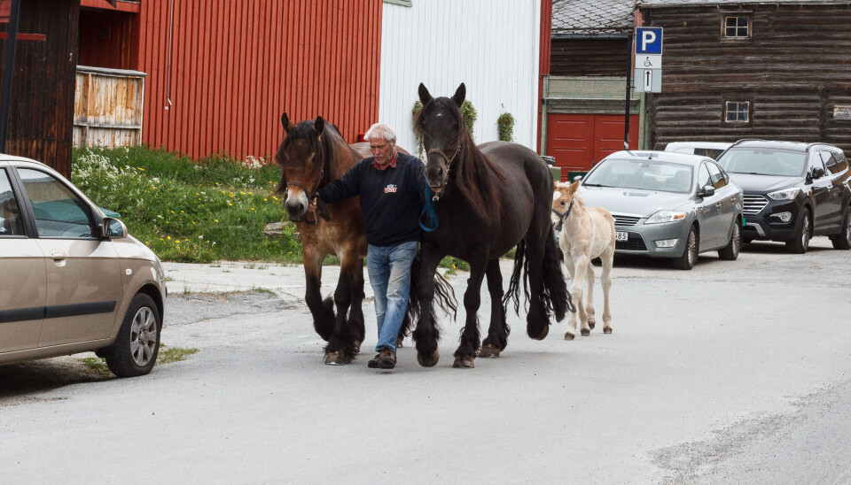 TRIVELIG GJENG PÅ TUR: Runde Randen leier hopper og føll fra Apotekergården og gjennom Røros, til beitet i sentrum. I løpet av sommeren blir det trolig slutt på leiinga.