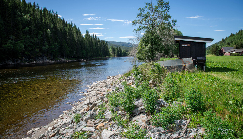 Gaula ved Saxgård camping.
