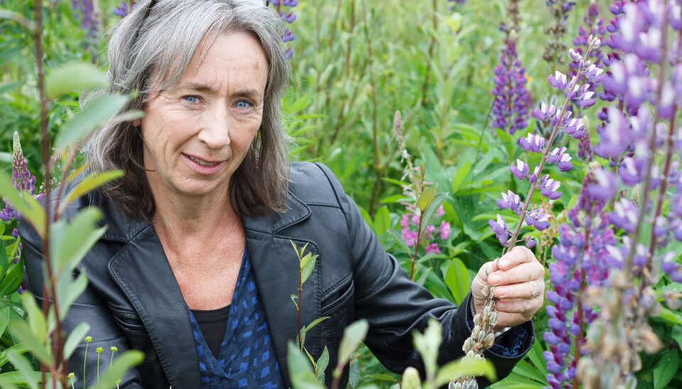 KARTLEGGER LUPIN: Gunn Merethe Prytz er leder i Naturvernforbundet Røros og Holtålen. Medlemmene Martin Røsand og Sindre Kolstad Valan er ansvarlige for klartleggingsprosjektet, og var utilgjengelige for intervju på tidspunktet.
