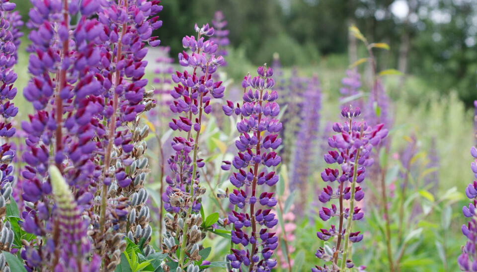 UØNSKET: Viltvoksende lupin kan være rosa eller lilla, og har noen likheter med tyrihjelm og geitrams.