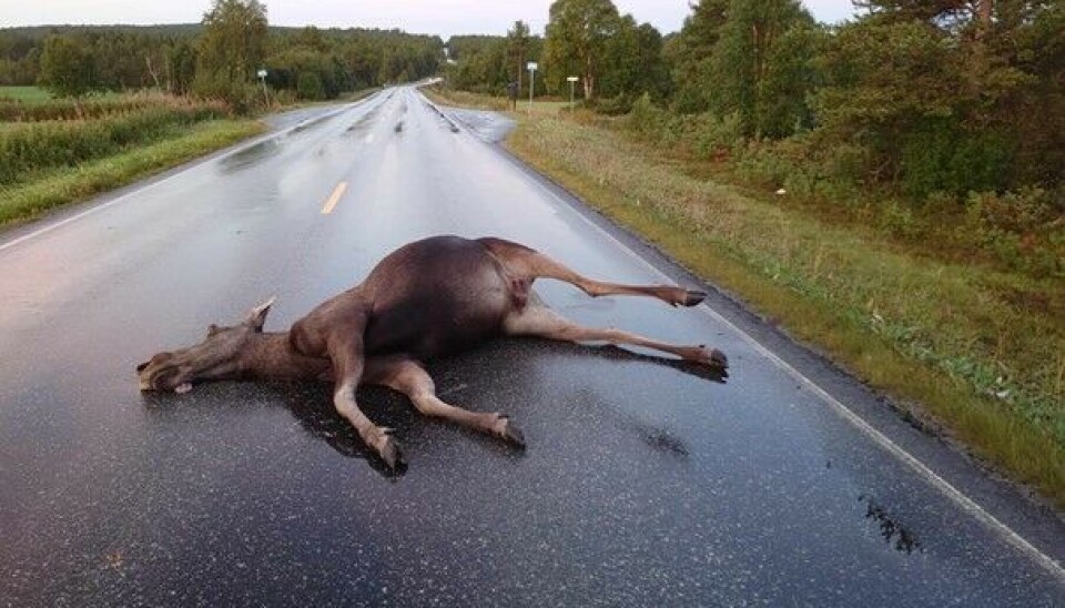 PÅKJØRSEL: Elgkua ble liggende i veibanen og utgjorde en fare for andre. PÅKJØRSEL: Elgkua ble liggende i veibanen og utgjorde en fare for andre.