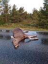 MORLØSE: Minst en kalv ble morløse og går igjen i området rundt Orvos. Fallviltgruppa vil holde utkikk etter den / dem for å finne ut om de er uskadde.