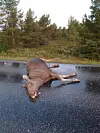 MORLØSE: Minst en kalv ble morløse og går igjen i området rundt Orvos. Fallviltgruppa vil holde utkikk etter den / dem for å finne ut om de er uskadde.