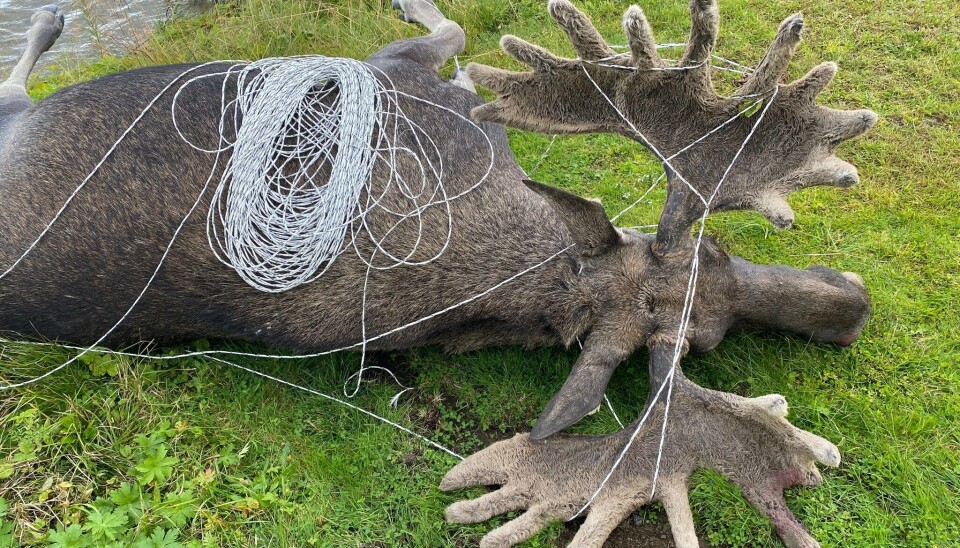 MANGE METER: Kanskje var det så mye som hundre meter tråd som ble funnet sammen med oksen i Aursunden.