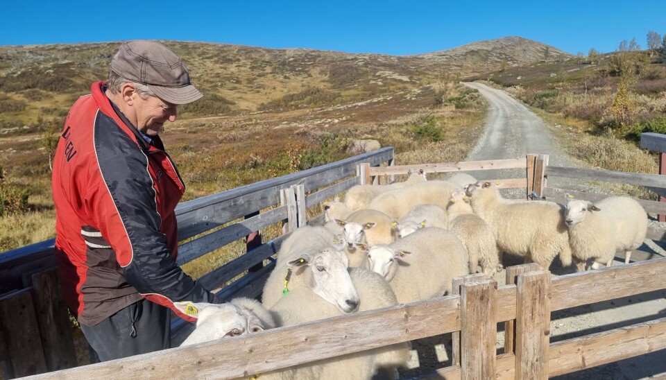 BONDEN FORTVILER: – Nå er det fem lam som ligger oppi Båttjønnhøgden, bare den siste uka, sier Jon Vårhus.
