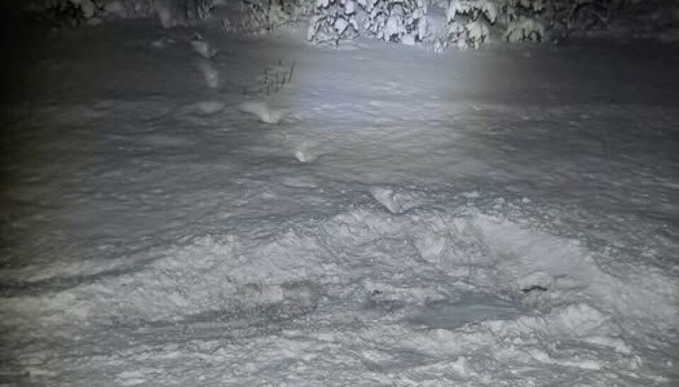 NESTEN: Det er mye vilt langs veiene for tida og det er økt fare for å kjøre på elg og annet vilt. Heldigvis gikk det bra denne gangen.