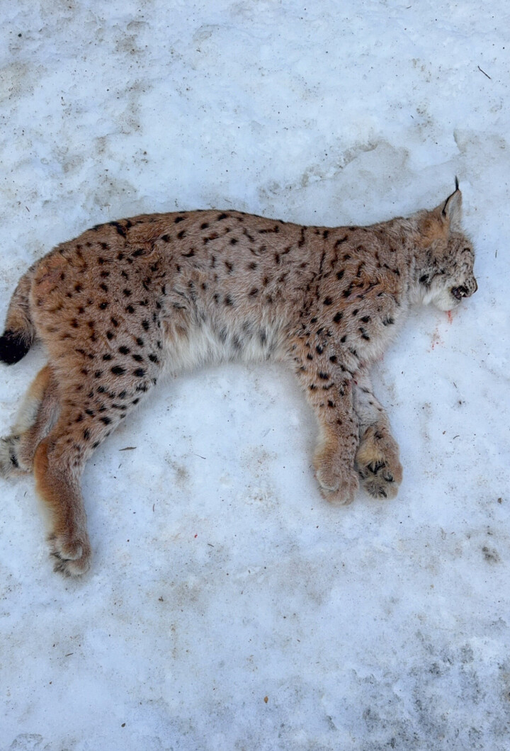 FELT: Hunngaupa ble felt mandag formiddag.