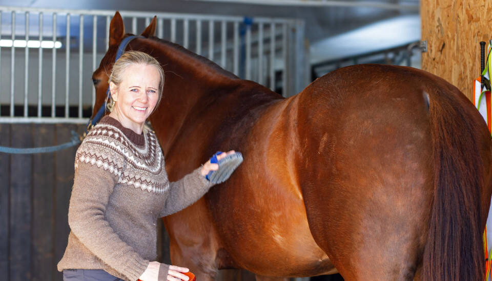 ALT HENGER SAMMEN: – Holistisk tilnærming til helse er et ord jeg er glad i, som beskriver tankesettet mitt godt, sier Marit Skancke Langen. Varmblodstraveren «Lexi» blir børsta ren før behandling med magnetfeltterapi.