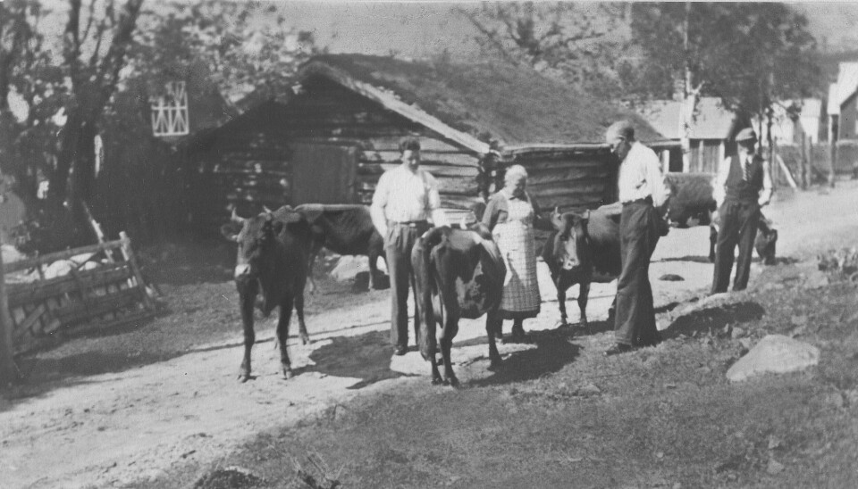Sommerfjøset til Fossvollan ble revet i 1944. Fredssommeren 1945 ble det satt opp igjen femti meter lenger sør langs Kalvhåggåvegen. Kilde: Leif Sigmund Fossvold.