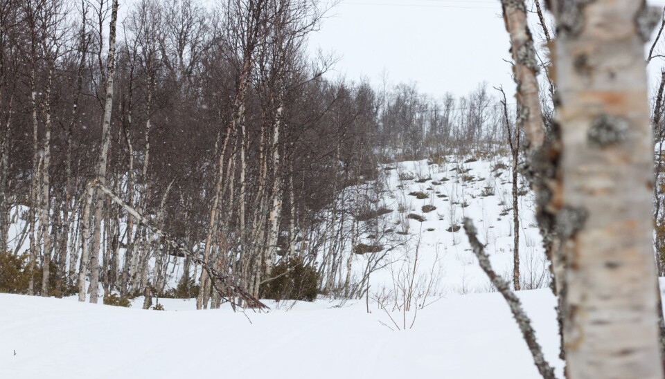 AKTUELL FOR UTBYGGING: Hyttefeltet Mattislia i Djupsjølia utenfor Røros har 15 eksisterende tomter hvorav 14 er bebygget. Røros kommune ønsker å utvide med 21 nye hyttefelt i del to, feltet som er avbilda.