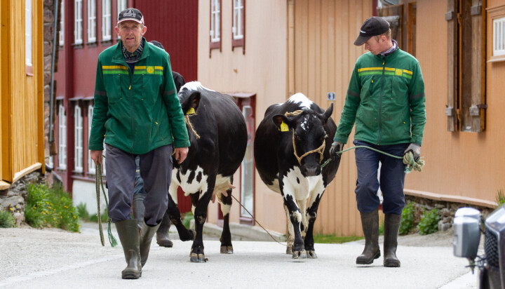 URBAN DAG: Rolf Petter Tørres fikk hjelp av Magnus Borgos med å leie to av sine røroskyr gjennom Røros sentrum og ned til Rasmusgården.