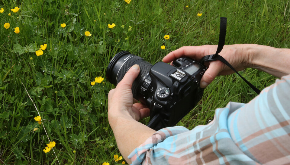 TRIVIA: Smørblomstene forgyller jordene oppunder fjellbandet. Stemningsskapende detaljer i en TikTok-video.