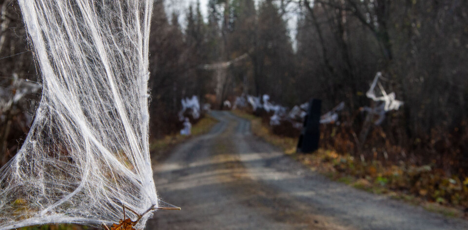 Lager Halloween-løype til barna:Øye-shot, masse godis og veldig bokstavelig fingermat til de som tør å fullføre