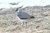 Tidlig vår, men vipa er ofte blant de første trekkfuglene på Røros.