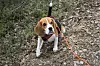 Beaglehund med oransje bånd står i skogen.